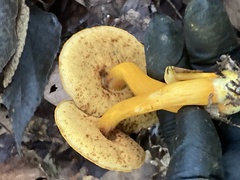 Suillus