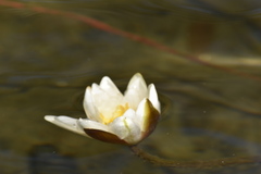 Nymphaea