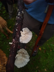 Trametes pubescens