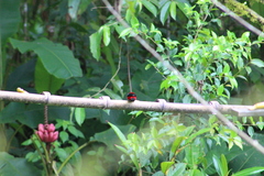 Ramphocelus dimidiatus