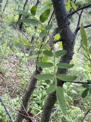 Bursera cuneata