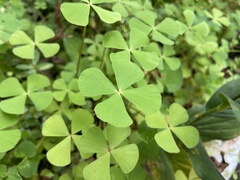 Marsilea minuta