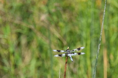 Libellula forensis