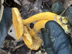 Suillus