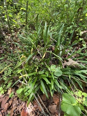 Pleopeltis macrocarpa