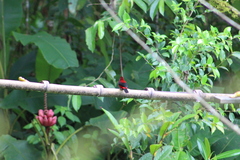 Ramphocelus dimidiatus