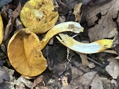 Suillus
