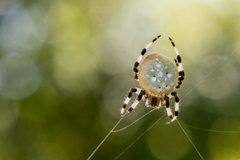 Araneus trifolium