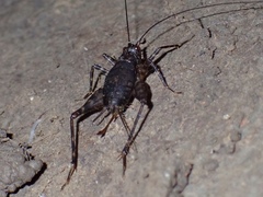 Phalangopsidae