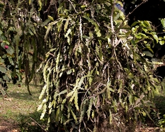 Epiphyllum phyllanthus