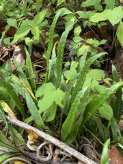 Pleopeltis macrocarpa