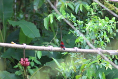 Ramphocelus dimidiatus