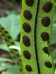 Pleopeltis macrocarpa