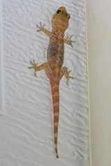 Hemidactylus turcicus
