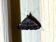 Phalaenostola larentioides