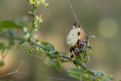 Araneus trifolium