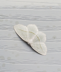 Campaea perlata