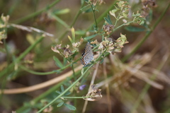 Plebejus