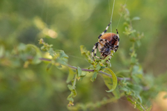 Araneus trifolium