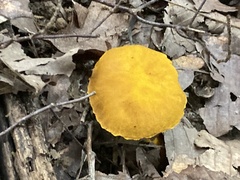 Suillus