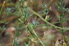 Plebejus