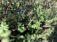 Kunzea