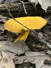Suillus