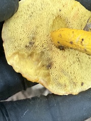 Suillus