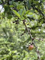 Condalia velutina