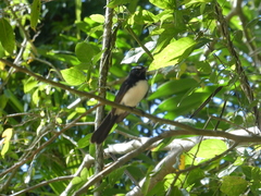 Rhipidura leucophrys