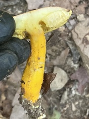 Suillus