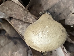 Insecta