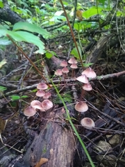 Mycena haematopus