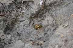 Vespula pensylvanica