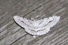 Stenoporpia pulmonaria