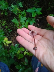 Mycena haematopus