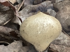 Insecta