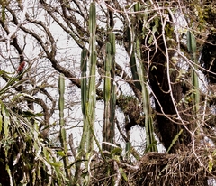 Cereus hildmannianus