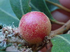 Dryocosmus castanopsidis