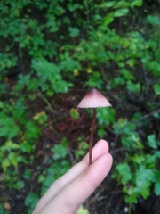 Mycena haematopus