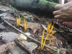 Clavariaceae