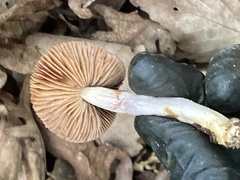 Cortinarius