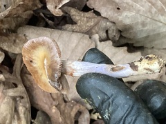 Cortinarius