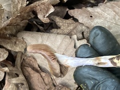 Cortinarius