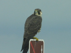 Falco peregrinus