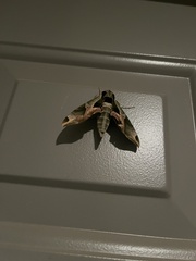 Eumorpha pandorus