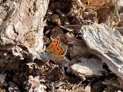 Lycaena phlaeas
