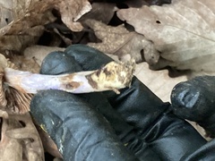 Cortinarius