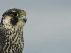 Falco peregrinus
