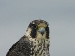 Falco peregrinus